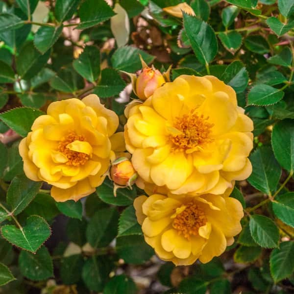 Spring Hill Nurseries Sunshine Happy Trails Groundcover Rose, Dormant Bare Root Plant with Yellow Color Flowers (1-Pack)