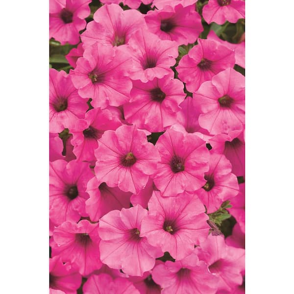 Supertunia® Giant Pink - Petunia hybrid