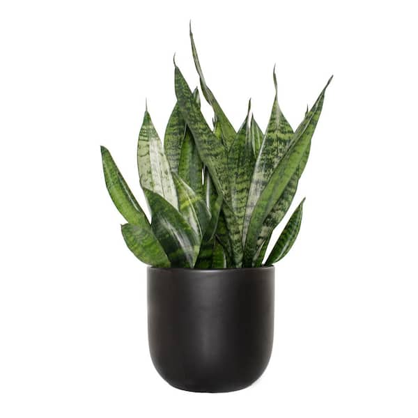 national PLANT NETWORK 7 in. Semi Matte Black Grant container with 6 in. Sansiveria Zeylanica Plant