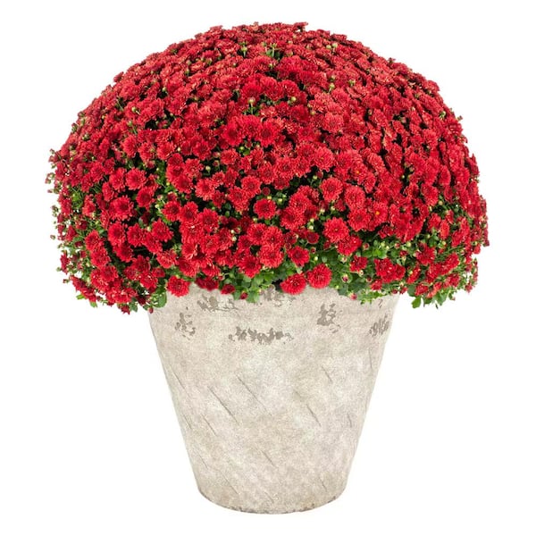 Paisley Large Ivory Resin Lightweight Round Planter with Optional Drainage Holes (15 in. L x 15 in. W x 13 in. H)