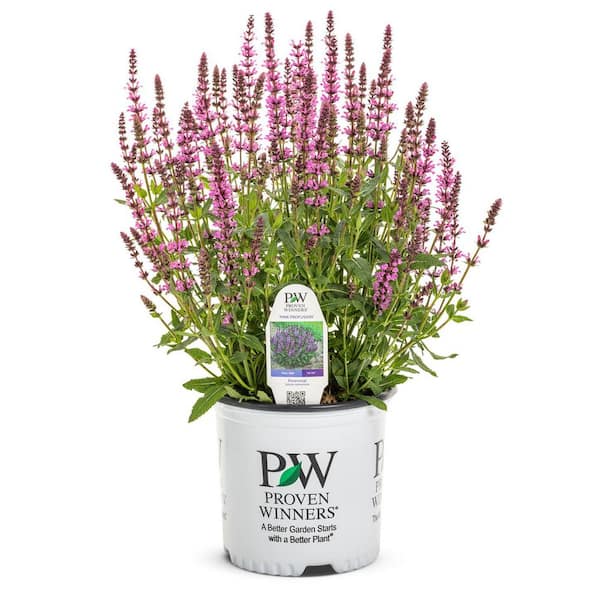 1 Gal. Pink Profusion Perennial Salvia (Salvia nemorosa) Live Perennial Plant with Pink Flowers