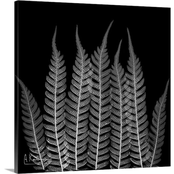 "Fern Leaf X-Ray Photograph" by Albert Koetsier Canvas Wall Art
