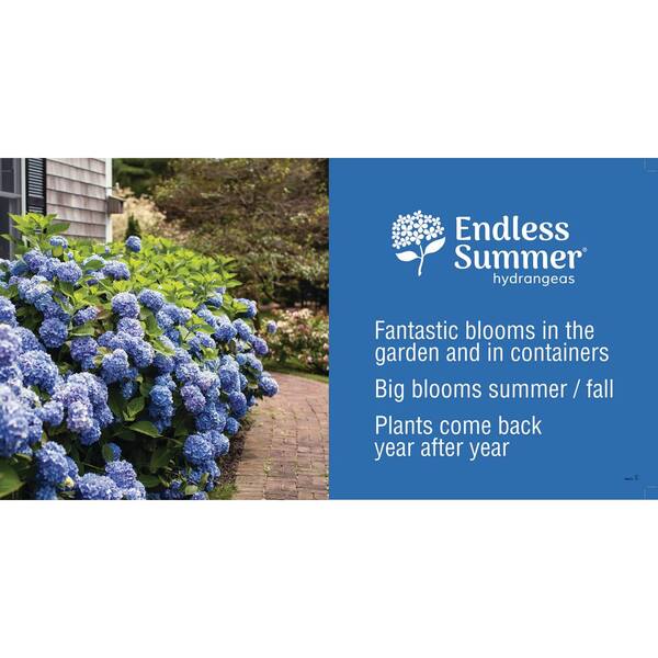 Blundering Gardener: Hydrangeas are exciting for good reason – Twin Cities