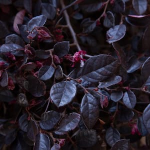 2 Gal. Purple Diamond Semi-Dwarf Loropetalum, Evergreen Shrub with Purple Foliage, Pink Ribbon Blooms