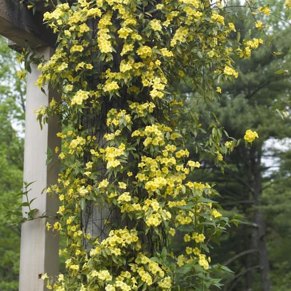 national PLANT NETWORK 1 Gal. Winter Jasmine Flowering Shrub with