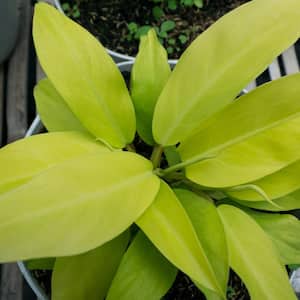 6 in. Philodendron Ceylon Beauty Plant