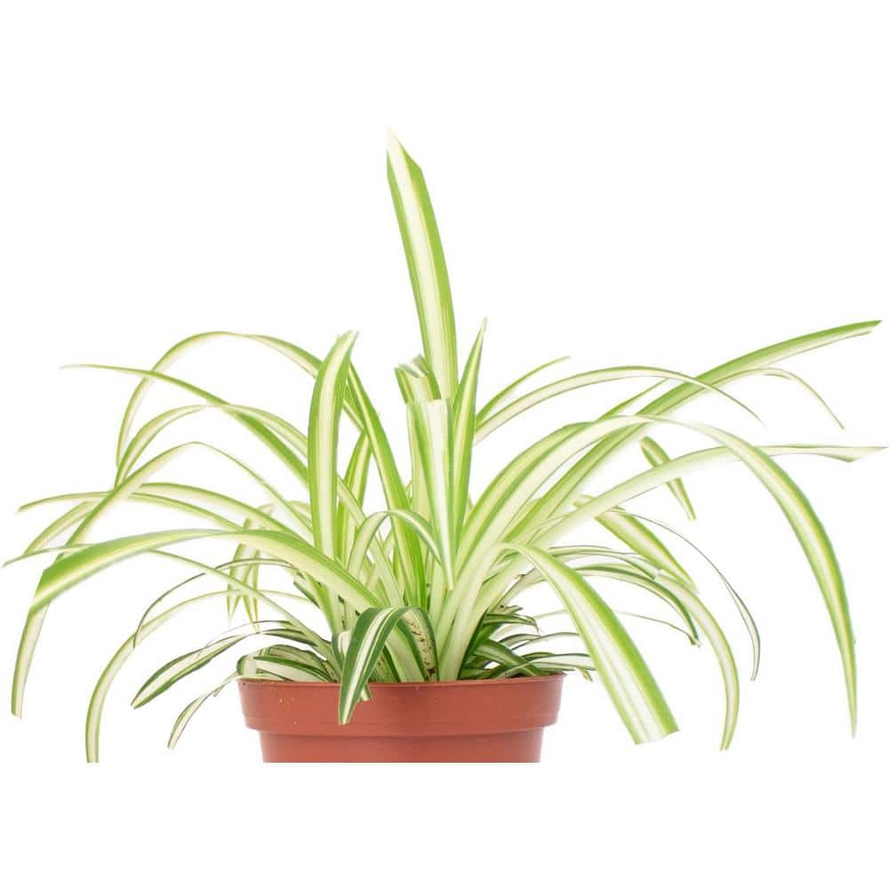 Large Spider Plant in Brown Grower Pot