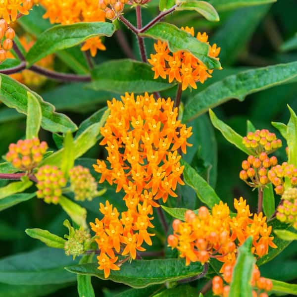 Spring Hill Nurseries Butterfly Weed Flowering Dormant Bare Root Perennial Starter Plant Roots (3-Pack)