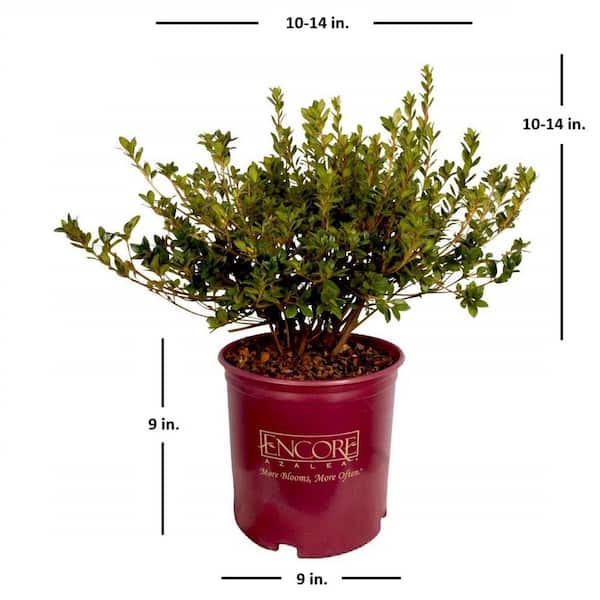ENCORE AZALEA 2 Gal. Autumn Amethyst Azalea Shrub with Reblooming