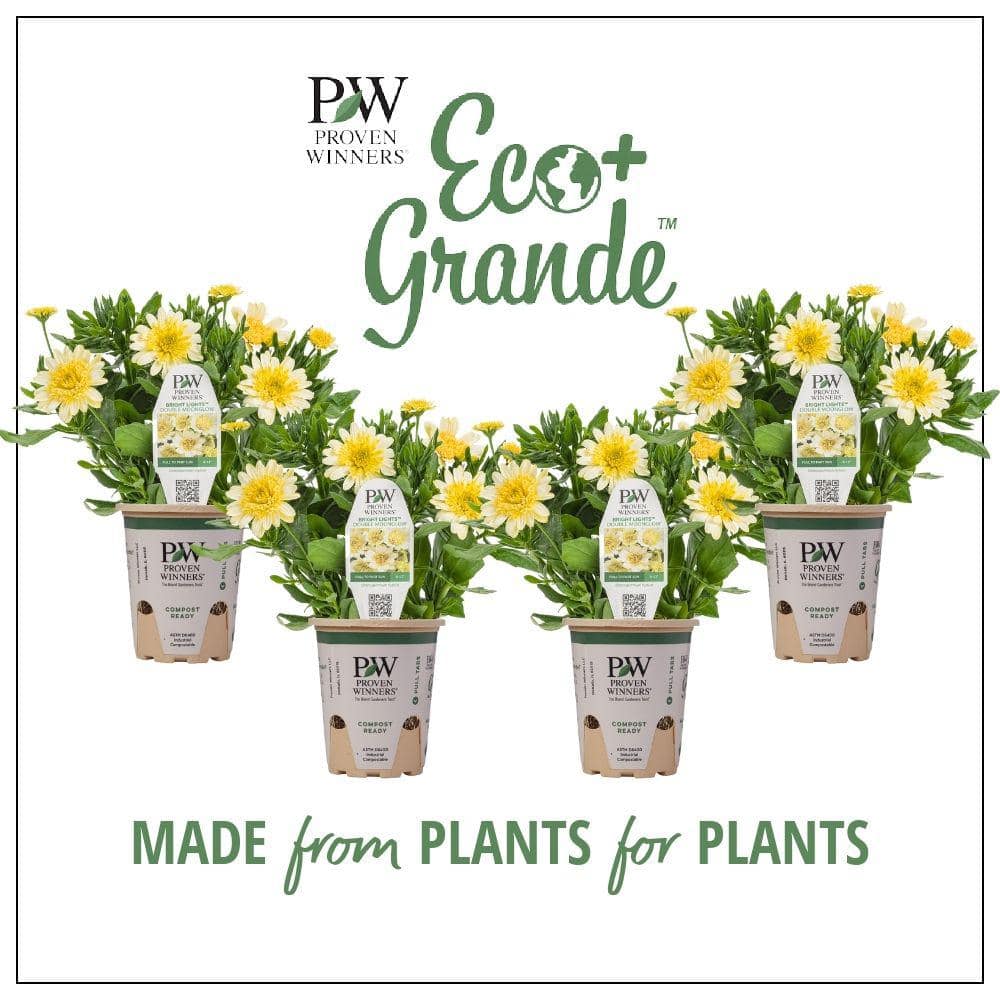 PROVEN WINNERS 4.25 in. Eco+Grande Bright Lights Double Moonglow