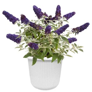 2 Gal. Pugster Blue Buddleia ''Butterfly Bush'' Shrub with True-Blue Flowers in Decorative Container