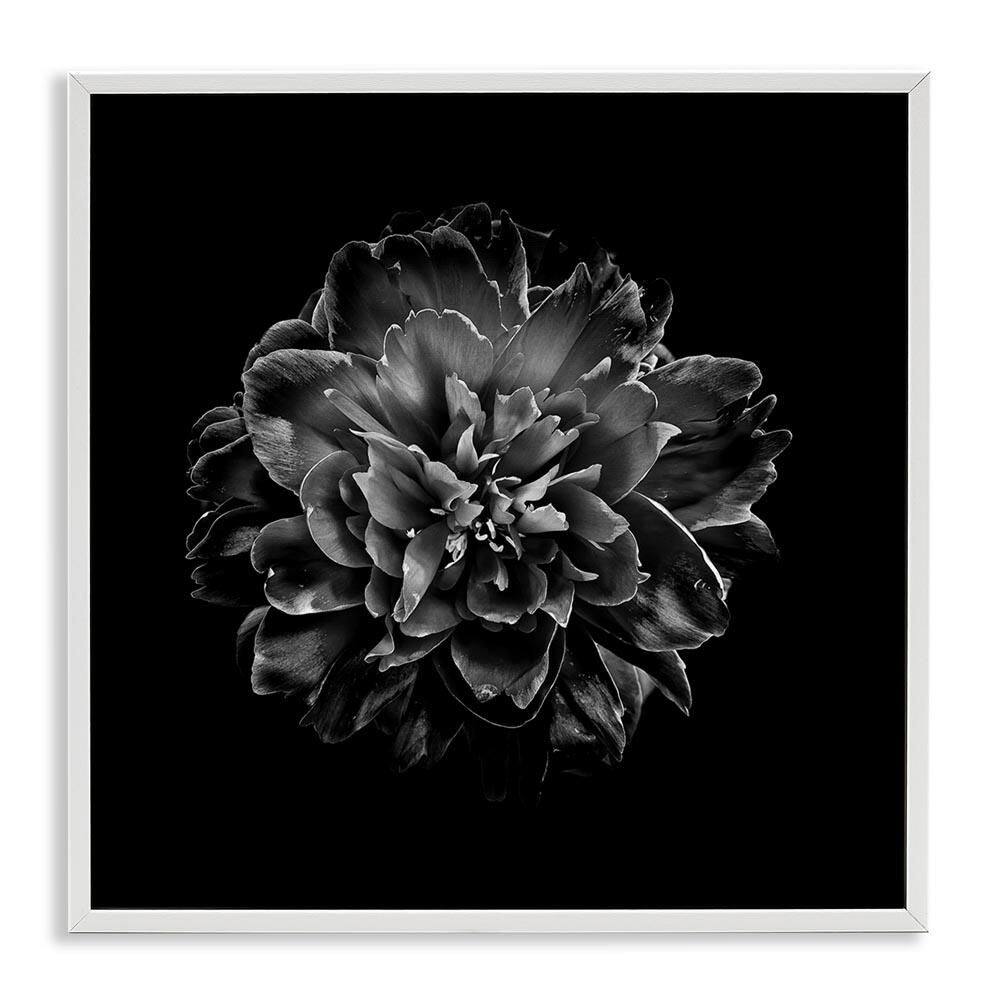 Dark Carnation on Black by Brian Carson White Framed Nature Giclee Art Print 12 in. x 12 in. price history on PriceWatchPro