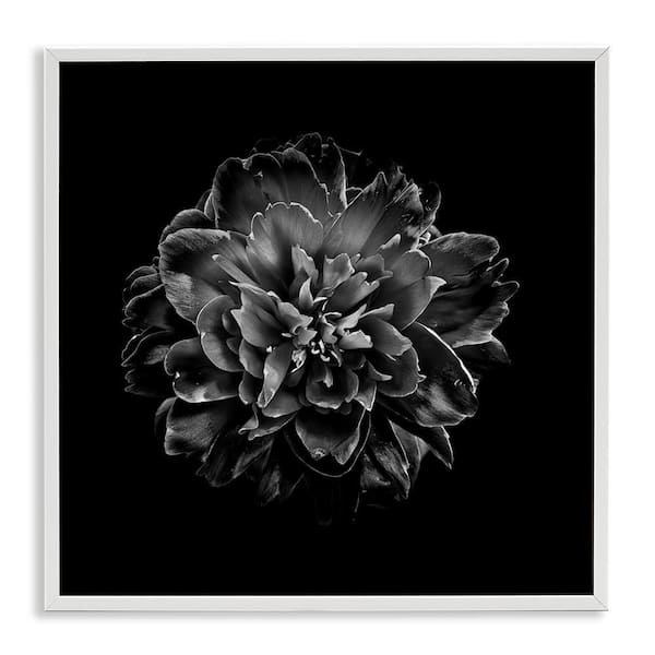 Stupell Industries Dark Carnation on Black by Brian Carson White Framed Nature Giclee Art Print 17 in. x 17 in.