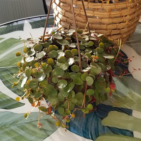 SMART PLANET 6 in. Peperomia Ruby Cascade Hanging Basket