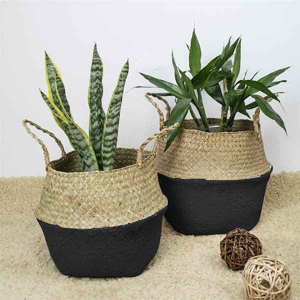 rhododendron salbe alternative Premier Plant Solutions 11931 Rhododendron Nova Zembla, 3 Gallon