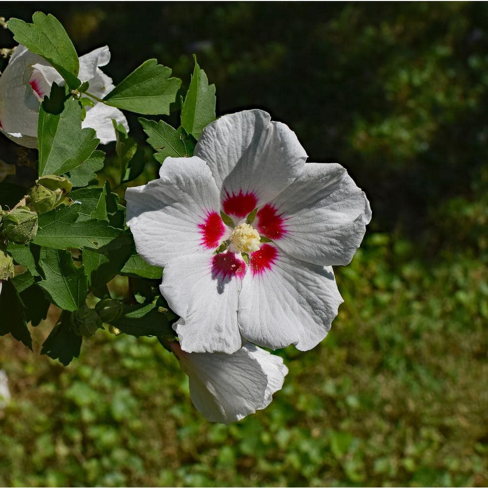 My Image 15