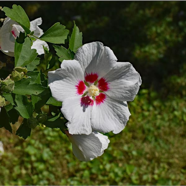 Online Orchards 1 Gal. Orchid Satin Rose of Sharon Hibiscus Shrub Fragrant Lavenderpink Flowers with a Scarlet Splash Inside