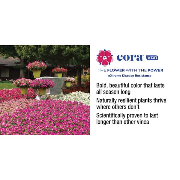 Pure Beauty Farms 1.38 Pt. Vinca Cora Periwinkle Plant Orchid