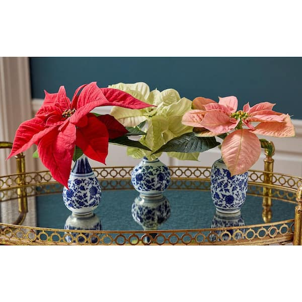 Vigoro 2 Qt. Viking Cinnamon Christmas Poinsettia with Deco Pot