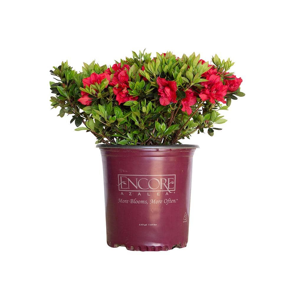 ENCORE AZALEA 2 Gal. Autumn Fire Shrub with True Red Reblooming Flowers ...