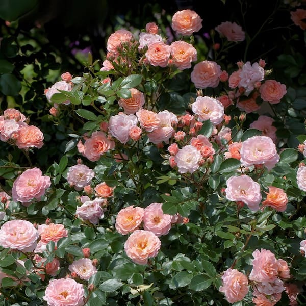 national PLANT NETWORK 3 gal. Drift Rose Apricot HD2668 - The Home