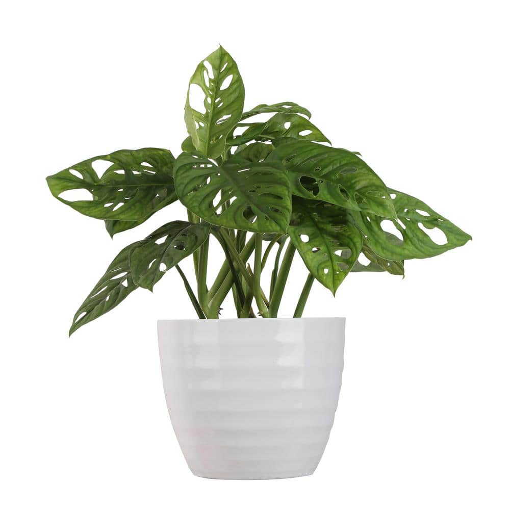 philodendron el choco red kaufen Philodendron 'El Choco Red' – SarahCotta Plants main image 0