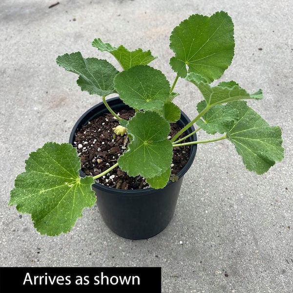 small plant pots bulk Assorted American Elm (Ulmus americana) Cuttings in Four Inch Pots