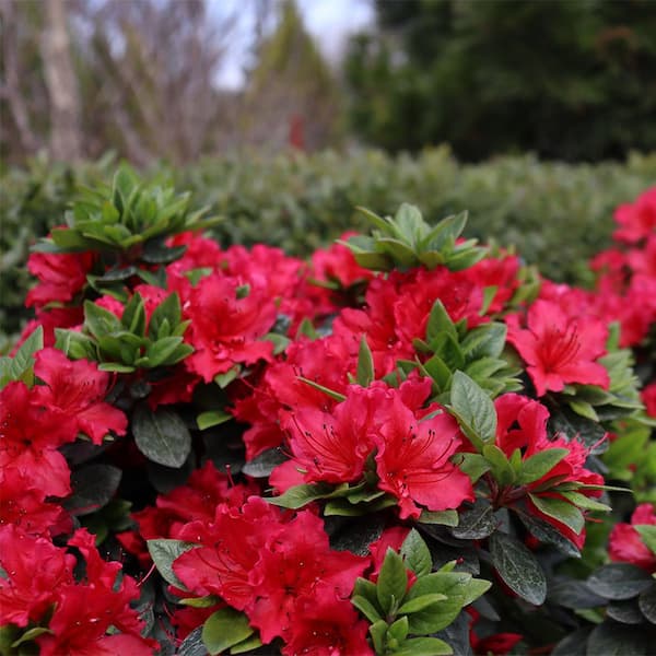PROVEN WINNERS 2 Gal. Perfecto Mundo Red Azalea Shrub with Red