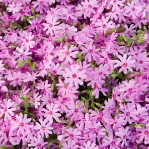 Pink Creeping Phlox, Live Bareroot Plant, Pink Flowering Groundcover Perennial (3-Pack)