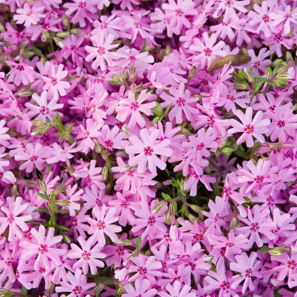 Spring Hill Nurseries Pink Creeping Phlox, Live Bareroot Plant, Pink Flowering Groundcover Perennial (3-Pack)