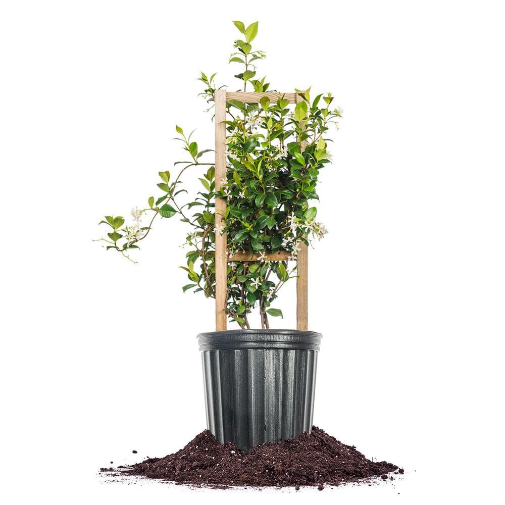 White Flowering Confederate Jasmine Shrub in 3 Gal. Growers Pot
