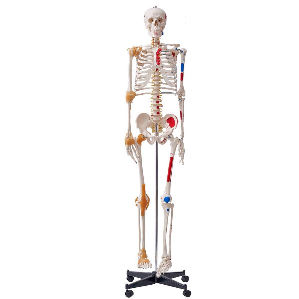 Reviews for VEVOR Human Skeleton Model for Anatomy, 71.65 in