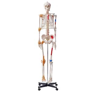 Human Skeleton Model for Anatomy, 71.65 in. Life Size, Accurate PVC Anatomy Skeleton Model with Ligaments, Movable Arms