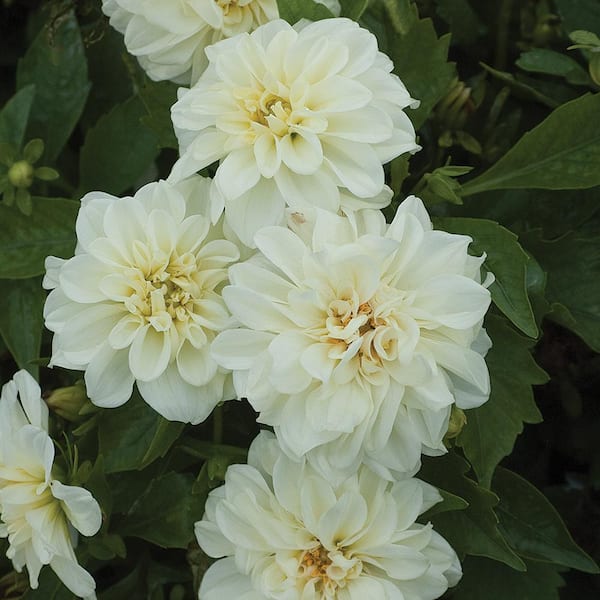1 Gal. Double Flower White and Cream Dahlia Plant