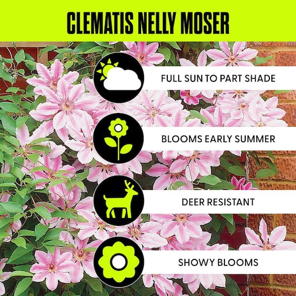 Clematis Nelly Moser Plant (Set of 1 Plant)
