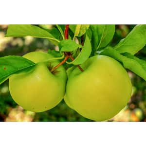 3 ft. Granny Smith Apple Tree with Tart Green Fruit Best for Baking