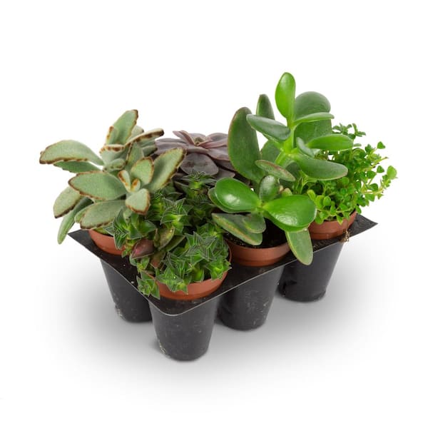 Unbranded Grower's Choice Assorted Succulents Live Plant (5-Pack)