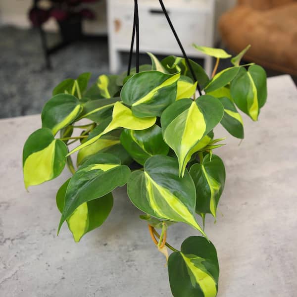 Altman Plants Philodendron Brasil House Plant in 6 Inch(es) Hanging Basket 1 -Pack one_size | 0881595