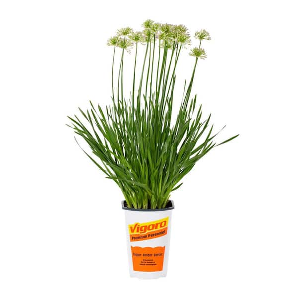2.5 Qt. Purple Lily Allium Perennial Plant