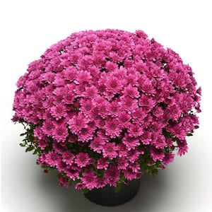 3 Qt. Chrysanthemum (Mum) Plant with Purple Flowers