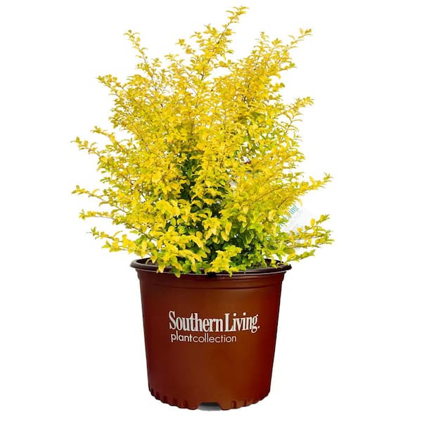 Sunshine Ligustrum Shrub in 3 Gal. Grower's Pot