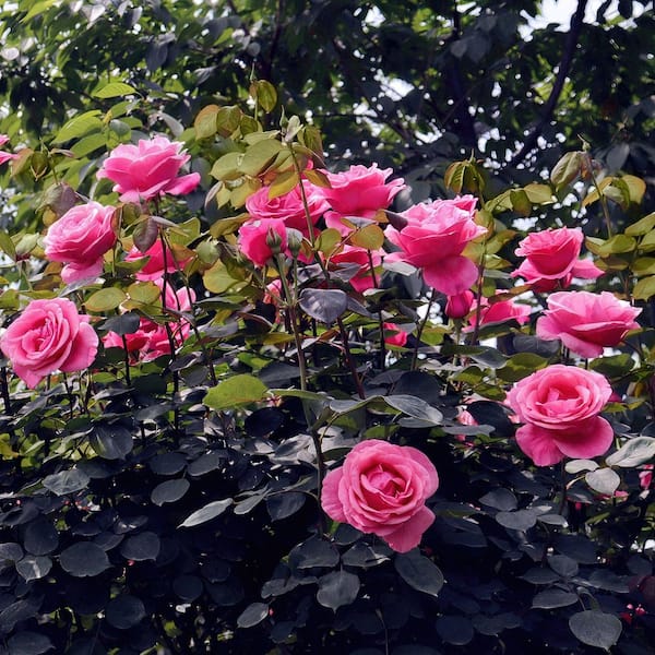 national PLANT NETWORK Bare Root Rose Curly Pink with Pink Flowers