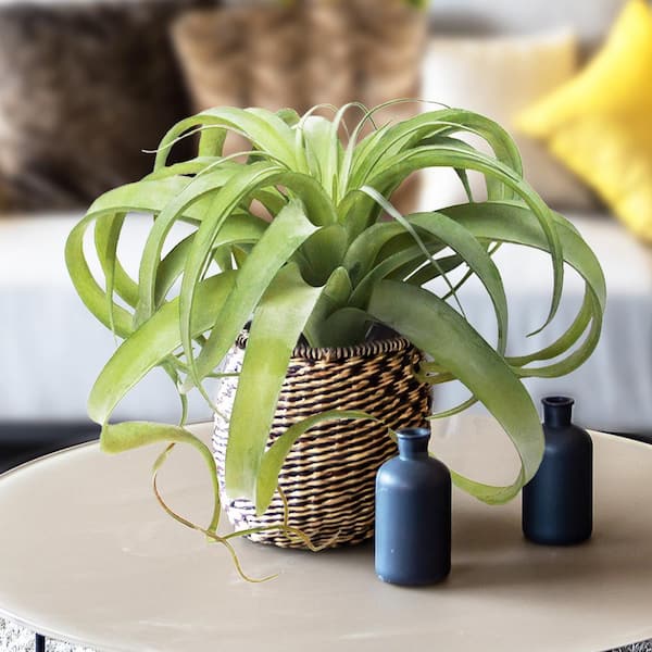 Unbranded 14 in. Giant Large Tillandsia Artificial Succulent Stem Plant Greenery Pick Spray Branch