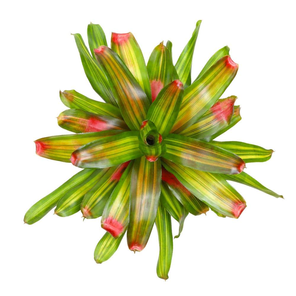 Freddie Variegated Bromeliad with Cherry Red Tips in Yellow Planter
