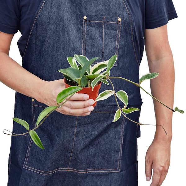 Krimson Queen (Hoya Carnosa) Plant in 4 in. Grower Pot