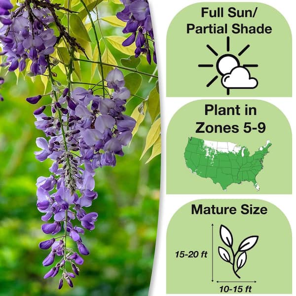 3. Gal 'Amethyst Falls' Purple Wisteria Plant (2-Pack)