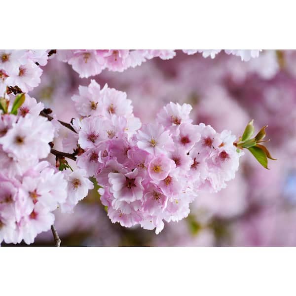 ★OTZ★3300 HI_BLOSSOM MIX CHECK★大人気★ Online Orchards 3 ft. Yoshino Cherry Blossom Tree with