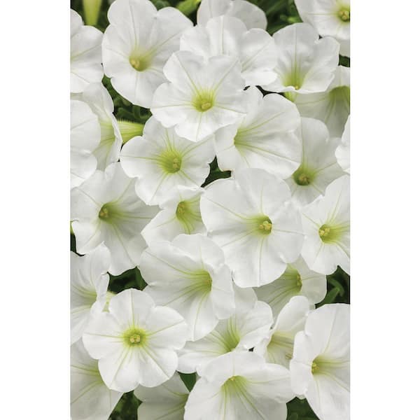 PROVEN WINNERS 4.25 in. Grande Supertunia White Flowers Mini Vista White (Petunia) Live Plants (4-Pack)
