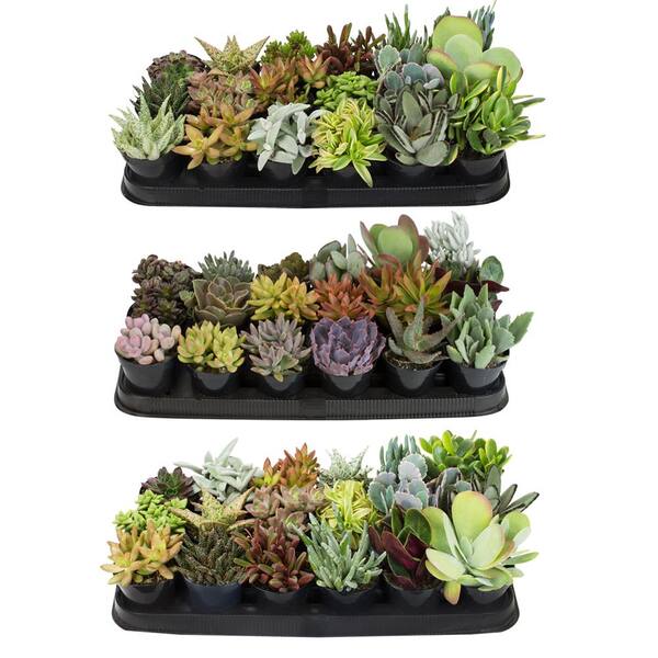 ALTMAN PLANTS 9 cm Succulent Plant Collection (54-Pack)