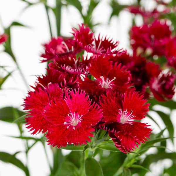 2.5 qt. Vigoro Dianthus Rockin Red Perennial Plant
